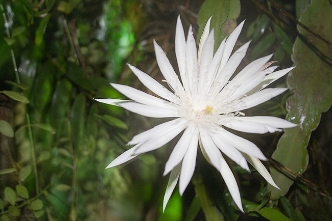 Hoa Kadupul nở hoa rất ít. Hoa chỉ nở vào ban đêm và sau đó bí ẩn tàn lụi trước khi có ánh mặt trời. 